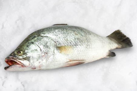 BARRAMUNDI (මෝධා) - 1KG (WHOLE FISH) – Oceans Best