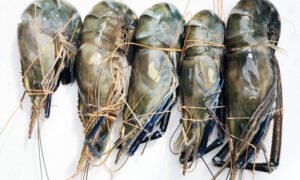 FRESH WATER SCAMPI - 1kg