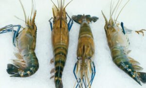 FRESHWATER SCAMPI (කරඩු ඉස්සා) - 1kg