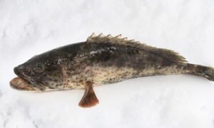 GROUPER (ගල් කොස්සා) - 1kg (WHOLE FISH CELANED)