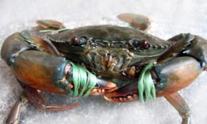 LAGOON CRAB (කලපු කකුළුවා) - 1kg (500g UP)