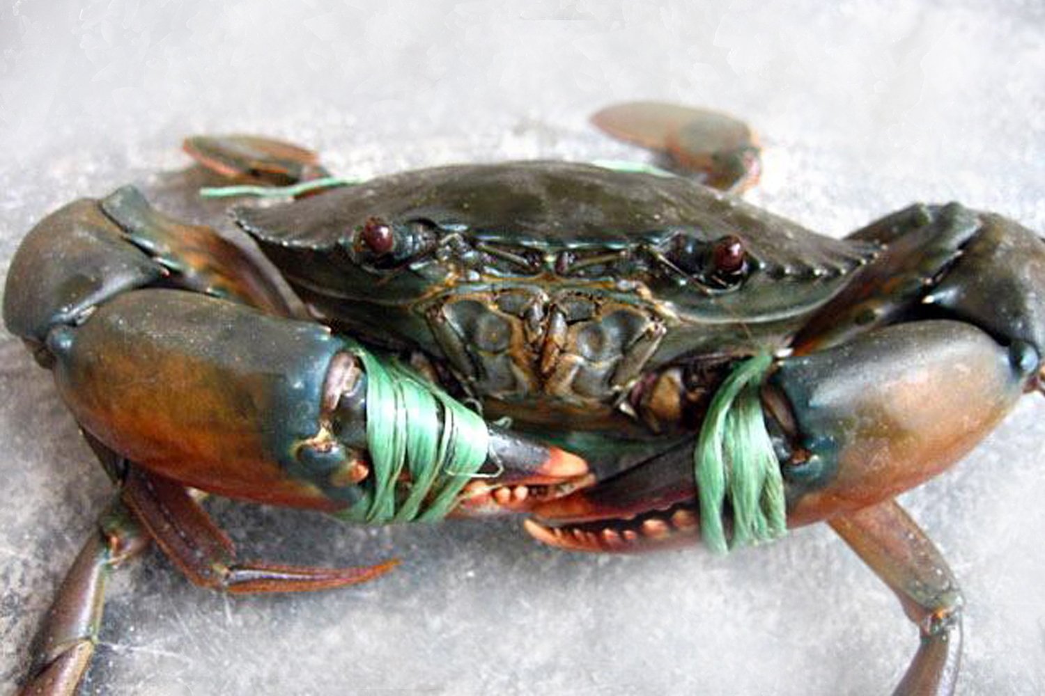 LAGOON CRAB (කලපු කකුළුවා) - 1kg (500g UP)