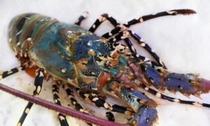LOBSTER (දෙවි ඉස්සා) 700g UP - 1kg