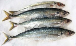 MACKEREL (ලින්නා) - 1kg (WHOLE FISH CLEAN)
