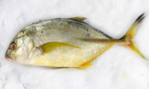 TREVALLY (පරව) CURRY CUT - 500g