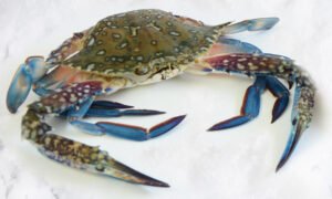 SEA CRAB (මුහුදු කකුළුවා) - 1kg