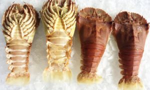 SHOE LOBSTER (දෙවි ඉස්සා) - 1kg (150g UP)