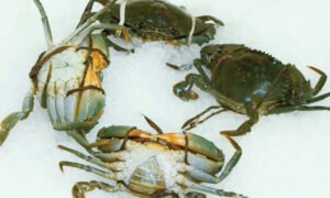 LAGOON CRAB (කලපු කකුළුවා) - 1kg (300g UP)