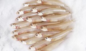 INDIAN ANCHOVY (හැදැල්ලා) - 1KG