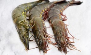 PRAWNS (ඉස්සා) LARGE - 500g (21 TO 30 PCS PER kg)