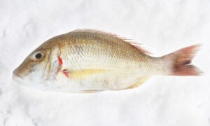SNAPPER (මීවෙටියා, ඇටිස්සා) - 1kg (WHOLE FISH CLEANED)