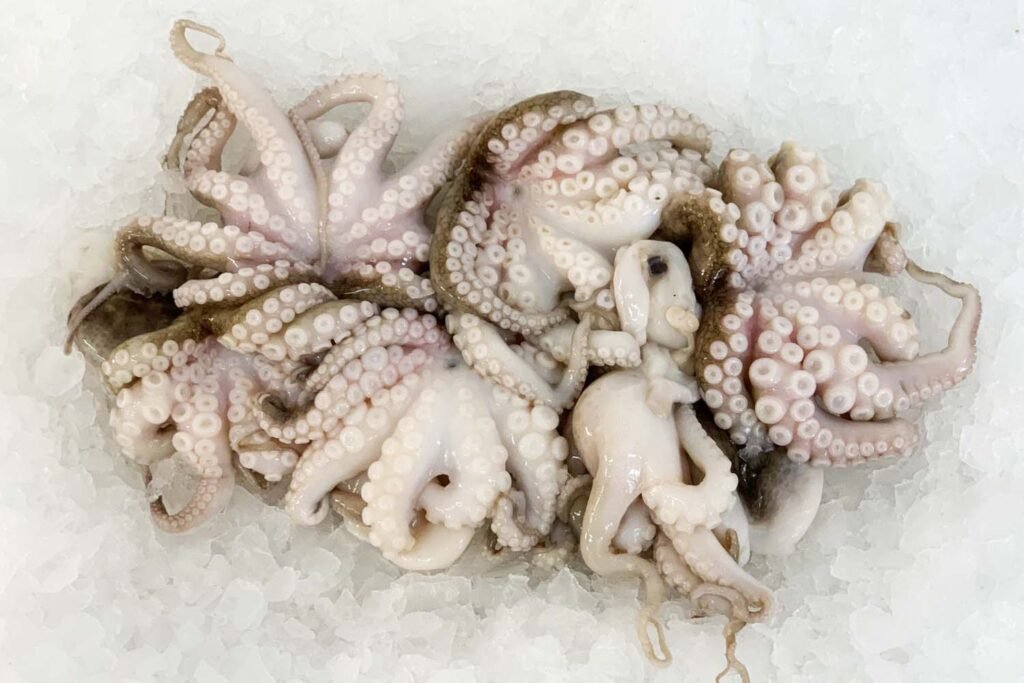 OCTOPUS SMALL (බූවල්ලා) – 1kg – Oceans Best