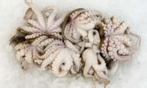 OCTOPUS - SMALL - 1kg